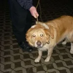 Znaleziono psa, Radom, 27 listopada 2014