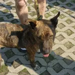 Znaleziono psa, Radom, 2 sierpnia 2014