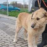 Znaleziono psa, Świdnica, 15 kwietnia 2023