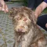 Znaleziono psa, Radom, 8 września 2014