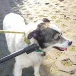 Znaleziono psa, Radom, 5 listopada 2014