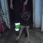 Znaleziono psa, Radom, 26 listopada 2017