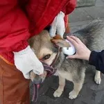 Znaleziono psa, Radom, 5 kwietnia 2013