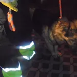 Znaleziono psa, Radom, 17 grudnia 2017