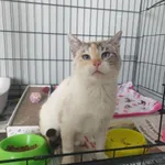 Kot do adopcji, Świdnica, 29 marca 2023