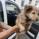 Znaleziono psa, Radom, 19 sierpnia 2014