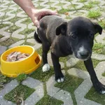 Znaleziono psa, Radom, 7 sierpnia 2014