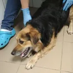 Znaleziono psa, Radom, 10 listopada 2018