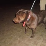 Znaleziono psa, Radom, 10 grudnia 2016