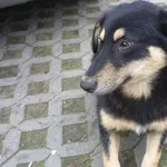 Znaleziono psa, Radom, 18 listopada 2013