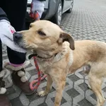 Znaleziono psa, Radom, 15 lutego 2018