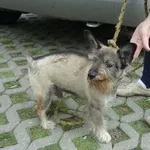 Znaleziono psa, Radom, 14 sierpnia 2014