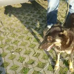 Znaleziono psa, Radom, 15 lipca 2014