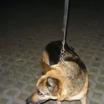 Znaleziono psa, Radom, 12 czerwca 2014