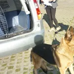 Znaleziono psa, Radom, 4 września 2014