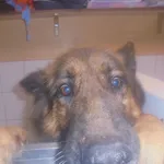 Znaleziono psa, Radom, 6 stycznia 2017