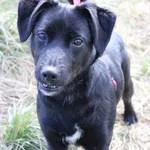 Pies do adopcji, Jelenia Góra, 10 kwietnia 2023