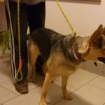 Znaleziono psa, Radom, 27 stycznia 2015