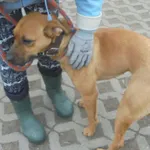 Znaleziono psa, Radom, 8 lutego 2019