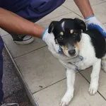Znaleziono psa, Radom, 1 września 2014