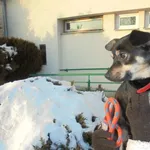 Znaleziono psa, Radom, 14 lutego 2017