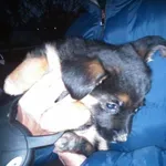 Znaleziono psa, Radom, 1 listopada 2014