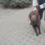 Znaleziono psa, Radom, 17 grudnia 2016