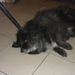 Znaleziono psa, Radom, 13 kwietnia 2015