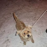 Znaleziono psa, Radom, 10 lutego 2017