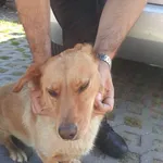 Znaleziono psa, Radom, 4 lipca 2013