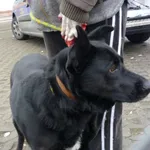 Znaleziono psa, Radom, 26 stycznia 2015