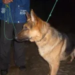 Znaleziono psa, Radom, 23 listopada 2013