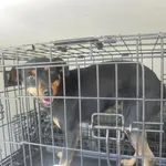 Znaleziono psa, Radom, 14 lipca 2018