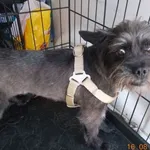 Znaleziono psa, Radom, 16 sierpnia 2018