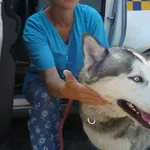 Znaleziono psa, Radom, 31 lipca 2013