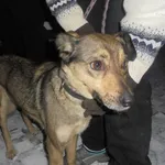 Znaleziono psa, Radom, 3 stycznia 2017