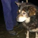 Znaleziono psa, Radom, 21 listopada 2014