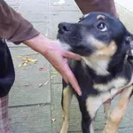 Znaleziono psa, Radom, 17 września 2014