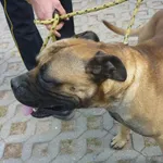Znaleziono psa, Radom, 16 sierpnia 2013