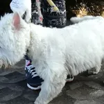 Znaleziono psa, Radom, 20 lutego 2019