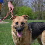 Pies do adopcji, Chełmek, 2 kwietnia 2023