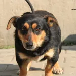 Pies do adopcji, Nowy Dwór Mazowiecki, 23 kwietnia 2023