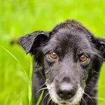 Znaleziono psa, Sosnowiec, 21 kwietnia 2023