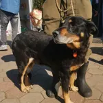 Znaleziono psa, Toruń, 22 kwietnia 2023