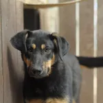 Pies do adopcji, Olsztyn, 7 kwietnia 2023