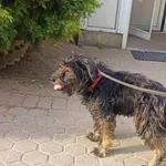 Znaleziono psa, Toruń, 23 kwietnia 2023