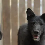 Pies do adopcji, Olsztyn, 7 kwietnia 2023