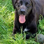 Pies do adopcji, Grudziądz, 11 kwietnia 2023