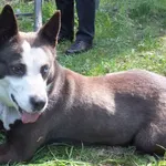 Znaleziono psa, Nowa Krępa, 14 kwietnia 2023