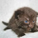 Kot do adopcji, Nowy Dwór Mazowiecki, 28 kwietnia 2023